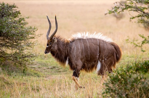 Nyala bull displaying Nyala bull displaying